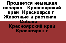 Продается немецкая овчарка - Красноярский край, Красноярск г. Животные и растения » Собаки   . Красноярский край,Красноярск г.